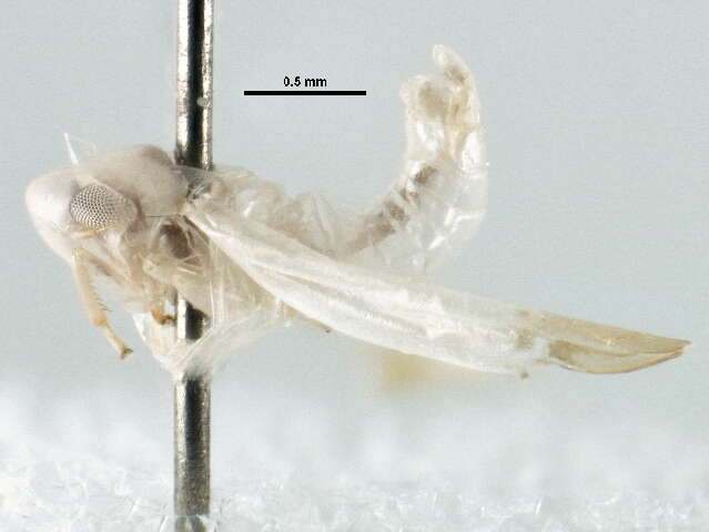 Image of Erythridula tenuispica (Beamer 1930)
