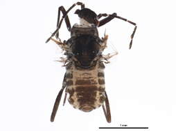 Image of Aphid