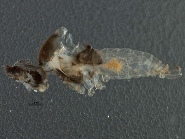 Image de Asteromyia carbonifera (Osten Sacken 1862)