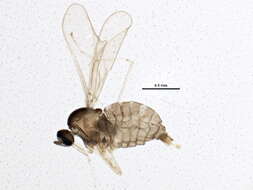 Image of Asteromyia laeviana (Felt 1907)