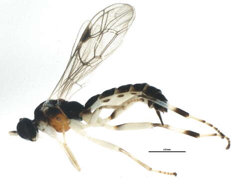 Image of Zatypota cingulata Townes 1960