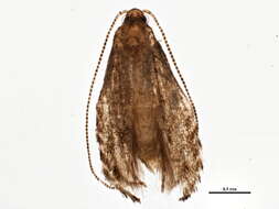 Image of Brown Birch Slender