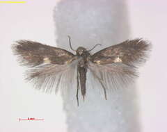 Image of shield bearer moths