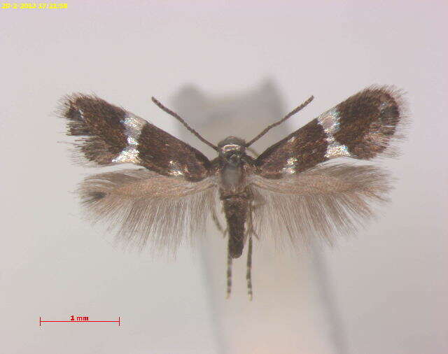 Image de Holocacista Psychotria Aus Qld