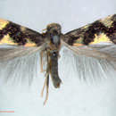 Image of <i>Holocacista rivillei</i>