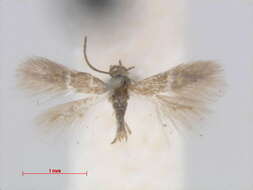 Image of Incurvarioidea