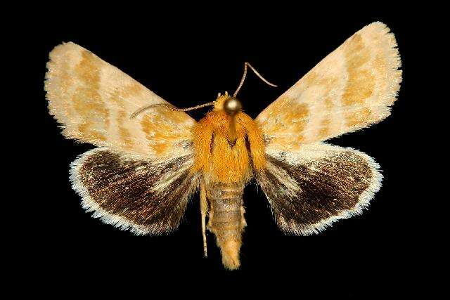 Image of Alluring Schinia Moth