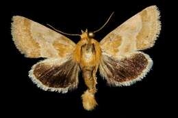 Image of Alluring Schinia Moth