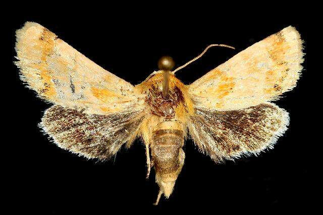 Image of Alluring Schinia Moth