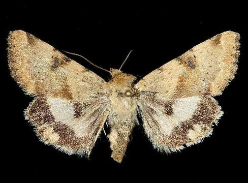 Image of <i>Heliothis phloxiphaga</i>