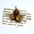 Image de <i>Schinia scissoides</i>