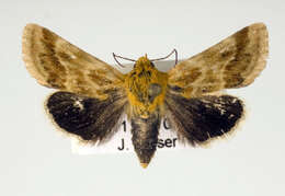 Image of Alluring Schinia Moth