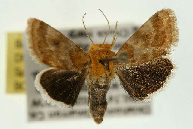 Image of Alluring Schinia Moth