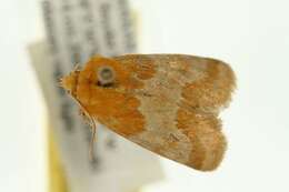 Image of Alluring Schinia Moth