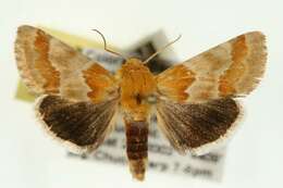 Image of Alluring Schinia Moth