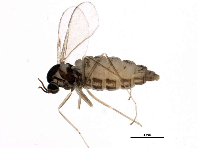 Image of Asteromyia tumifica (Beutenmuller 1907)