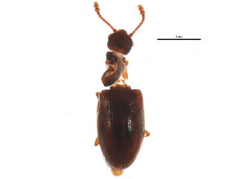 Image of Cryptophilus