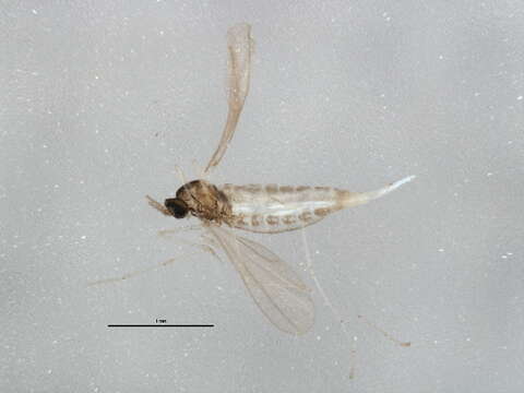 Image of Hessian fly