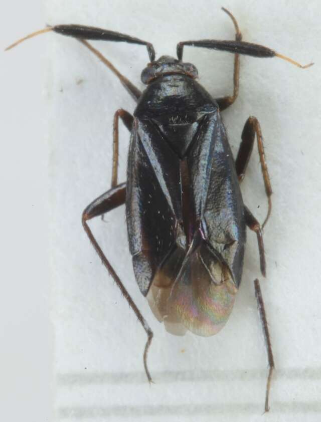 Image of Atractotomus