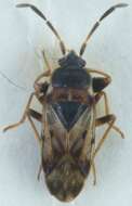 Image of Scolopostethus