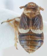 Image of Criomorphus