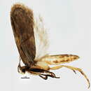 Image of Depressaria cinereocostella Clemens 1863