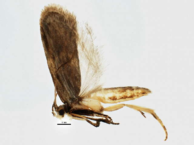 Image of Depressaria cinereocostella Clemens 1863