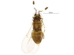 Image of Metaphycus groenlandicus Buhl 1997