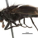 Protocalliphora metallica (Townsend 1919) resmi