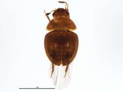 Image of Colenis (Colenis) impunctata Le Conte & J. L. 1853