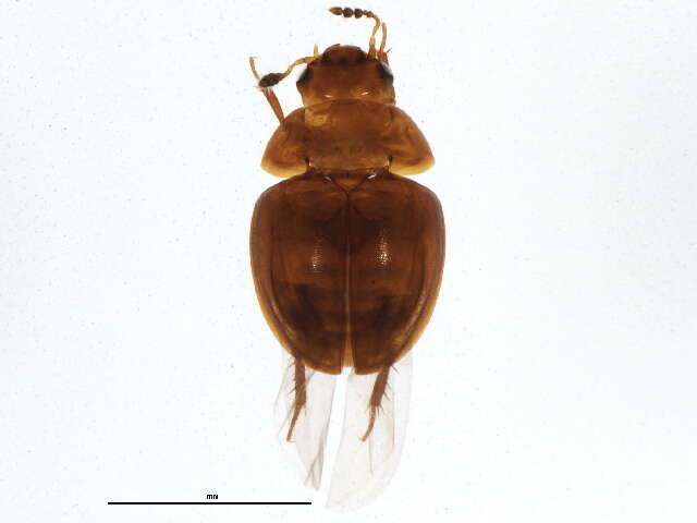 Image of Colenis (Colenis) impunctata Le Conte & J. L. 1853