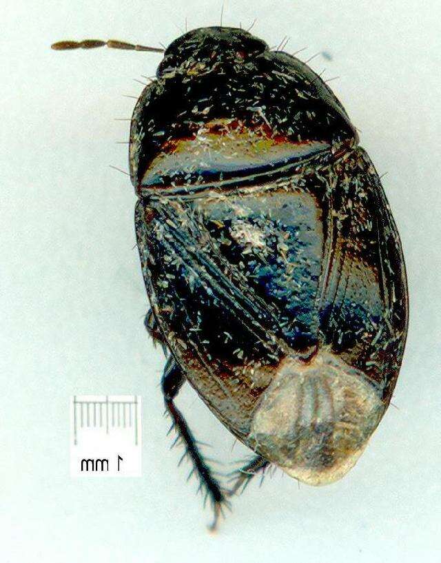 Image of Macroscytus