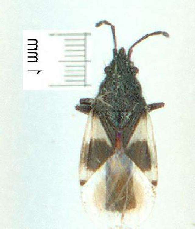 Image de Oxycarenus (Oxycarenus) luctuosus (Montrouzier 1861)