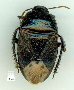 Image of Cydninae