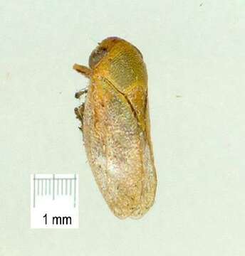 Image of Pectinariophyes