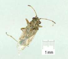 Слика од Nysius clevelandensis