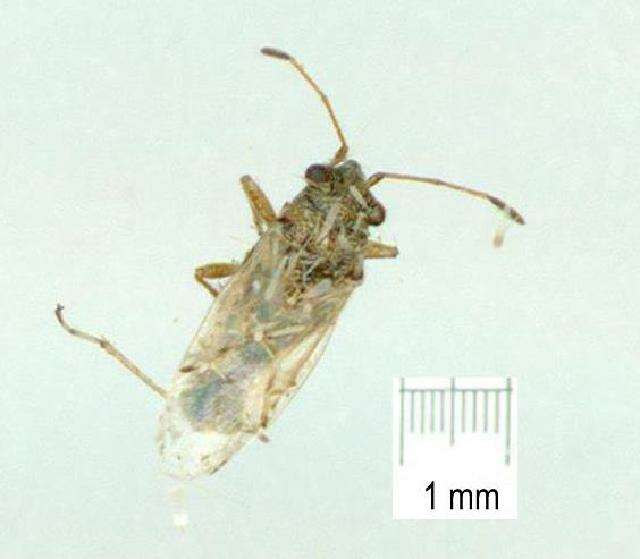 Слика од Nysius clevelandensis