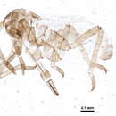 Image of Smynthurodes