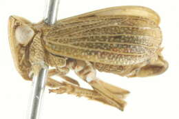 Image of dictyopharid planthoppers