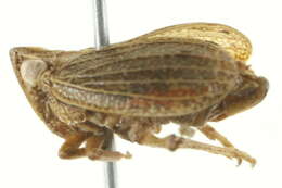 Image of dictyopharid planthoppers