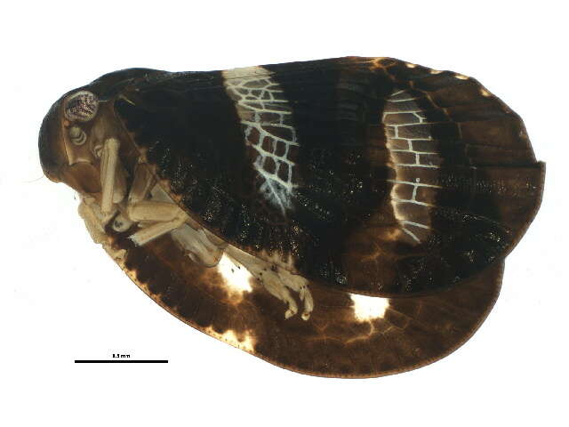 Image of fulgorid planthoppers