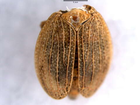 Image of dictyopharid planthoppers