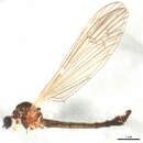Image of Neolimnophila placida (Meigen 1830)