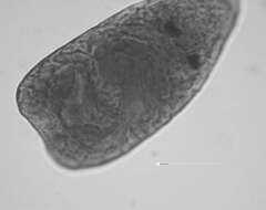 Image of Apophallus microsoma Ferguson, Locke, Font, Steinauer, Marcogliese & Coj