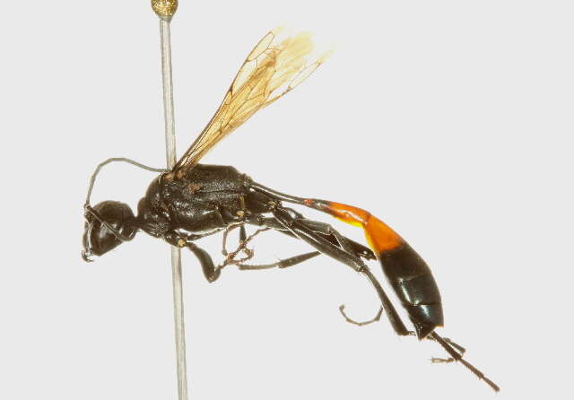 Image of Ammophila mediata Cresson 1865