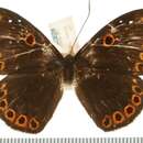 Image of Eurybia jemima Hewitson 1869