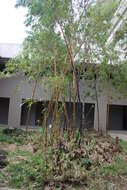 Image of common bamboo