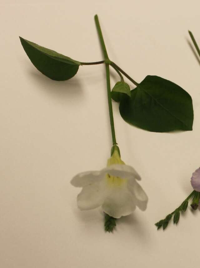 Image of Chinese violet