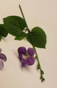 Image of Chinese violet