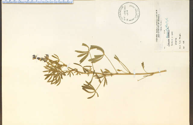 Lupinus leucophyllus Lindl. resmi